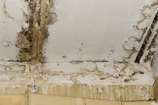 Best Water damage contractors near me  in Waterman, IL